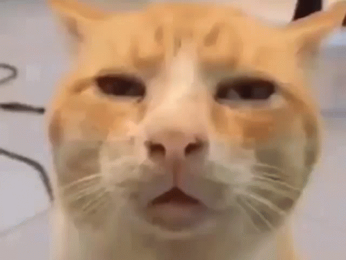 Catboy Dance GIF - Catboy Dance Sad Cat Meme - Discover & Share GIFs