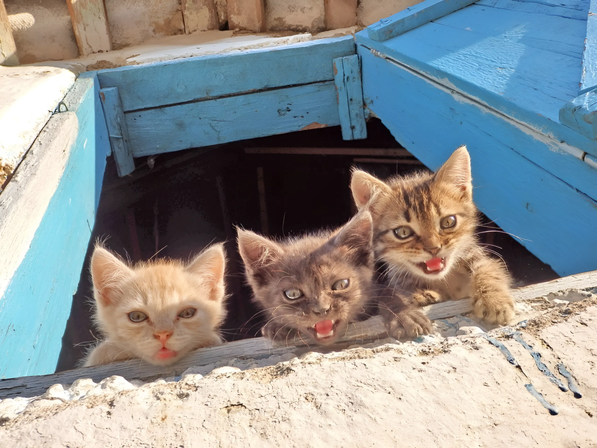 Брошенный котик