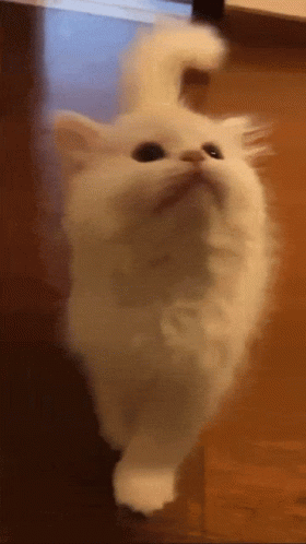 Catboy Dance GIF - Catboy Dance Sad Cat Meme - Discover & Share GIFs
